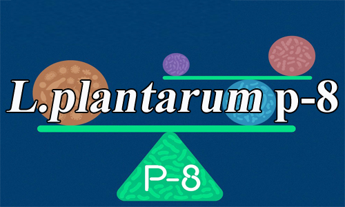 植物乳杆菌P-8