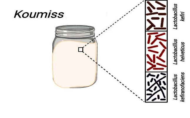 传统发酵乳制品的宏基因组特征