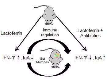 乳铁蛋白的免疫调节功能依赖于完整的肠道菌群
