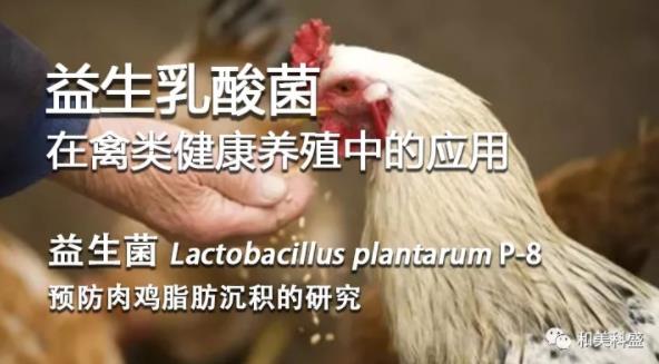 Lactobacillus plantarum P-8预防肉鸡脂肪沉积的研究