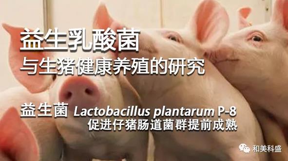 益生菌 Lactobacillus plantarum P-8促进仔猪肠道菌群提前成熟