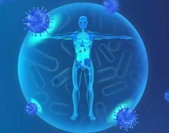 嗜酸乳杆菌LA-06改善肠道菌群并调节免疫力的研究