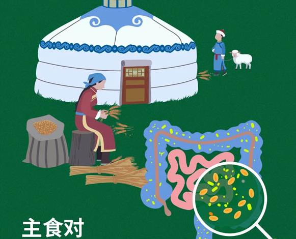 主食对我国蒙古族人群肠道菌群的调节作用