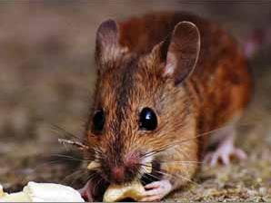 小鼠试验力证：肠道微生物与肥胖有关系