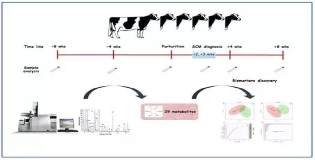 利用GC-MS代谢组检测围产期奶牛血液中代谢物质变化预测亚临床乳