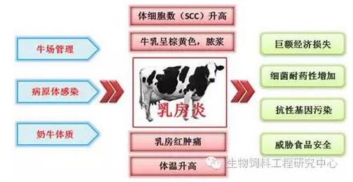 张和平：肠道菌群宏基因组研究产品 落地回馈奶牛养殖