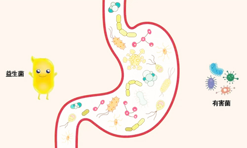 Cell子刊: 肠道菌群衍生的胆汁酸在肠道免疫、炎症和肿瘤发生中的作用