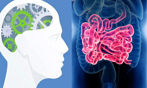 小肠细菌过度生长会影响我们的体重和大脑吗？