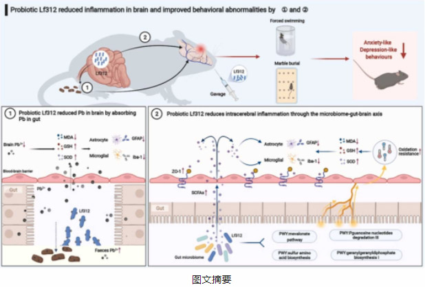 海大&内蒙农大: 发酵乳杆菌HNU312可缓解由慢性铅暴露引起的早期大脑发育过程中的氧化损伤和行为异常