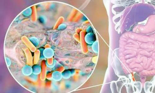 DNA甲基化和肠道菌群的互作在健康维持和疾病预防中的奥秘