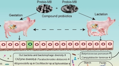 Prosci-Lab 新成果 npj Biofilms Microbiomes | 益生菌可有效缓解妊晚/哺乳期母猪的便秘和炎症