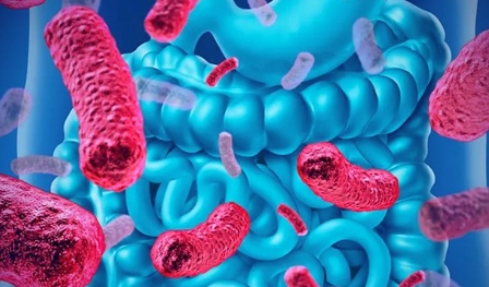 Cell：不耐受山梨醇，与肠道菌群有何关系？