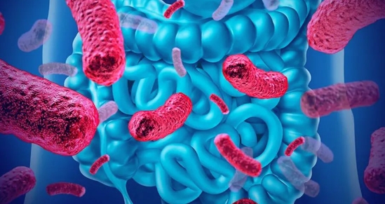 国内团队：肠道菌群介导的胆汁酸代谢可影响克罗恩病免疫治疗